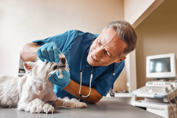 Best Walk-In Emergency Dentist in Perryville, MD